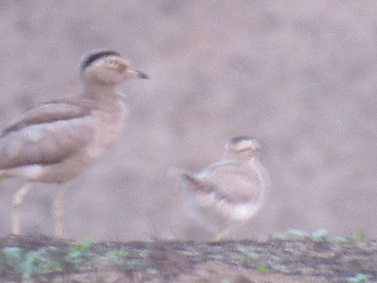 Peruvian Thick-knee - Edson Amanqui