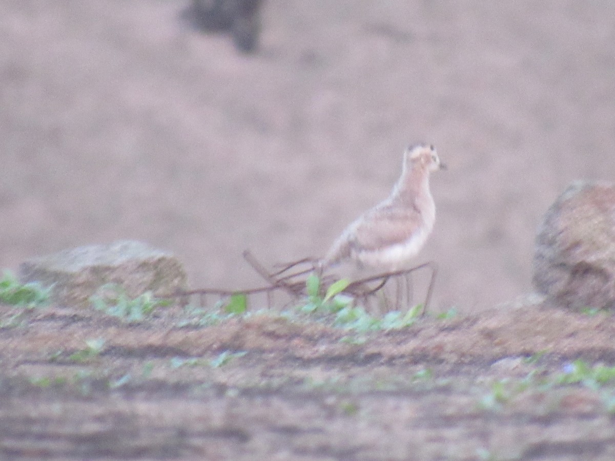 Peruvian Thick-knee - Edson Amanqui