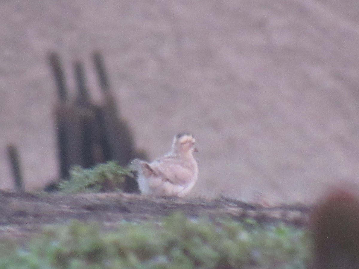 Peruvian Thick-knee - ML609086156