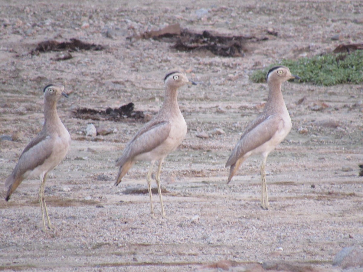 Peruvian Thick-knee - Edson Amanqui