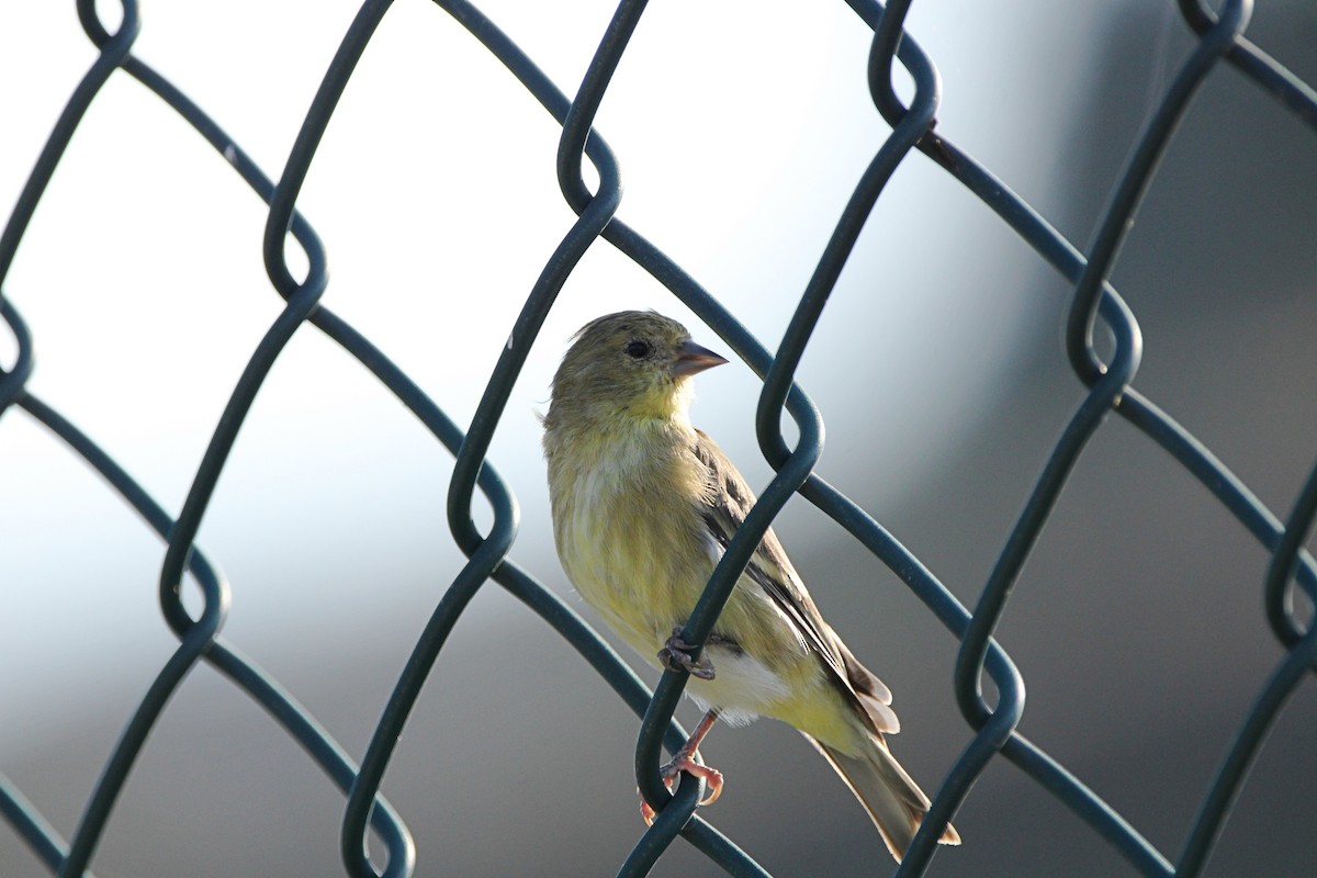 Lesser Goldfinch - ML609086171