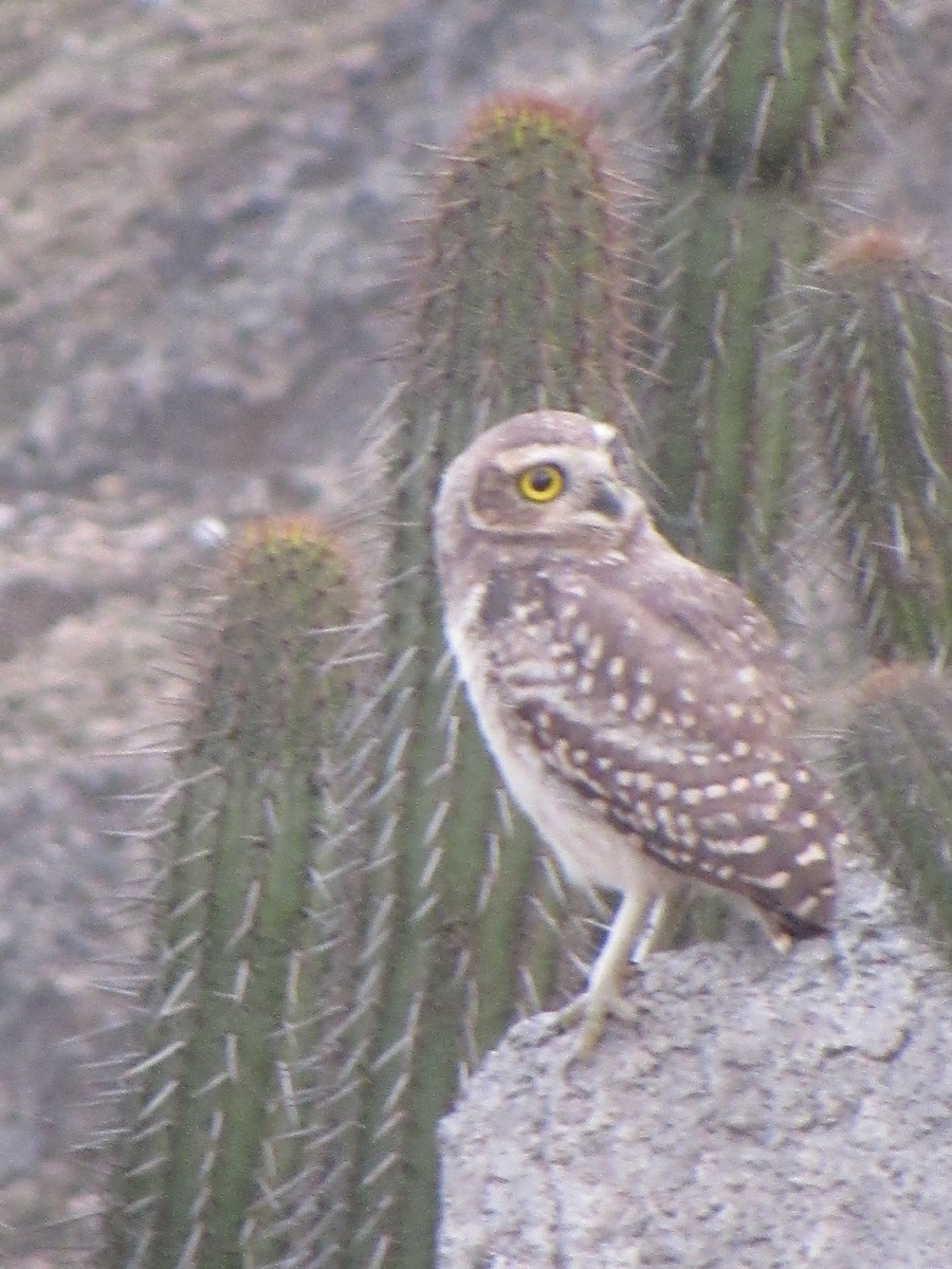 Burrowing Owl - Edson Amanqui