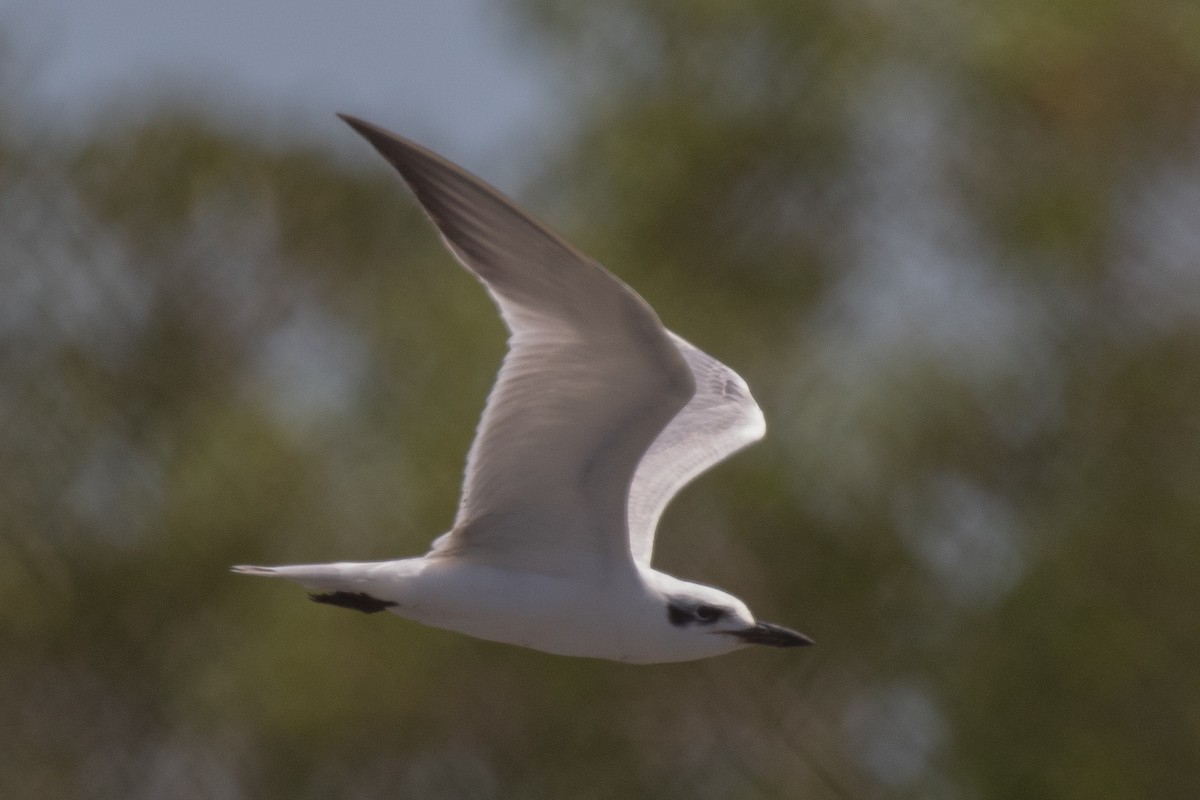 Gull-billed Tern - ML609086187