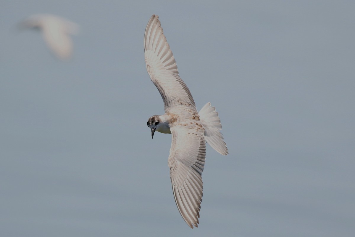 Guifette leucoptère - ML609086193