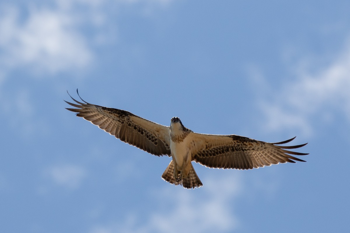 Águila Pescadora (Australia) - ML609086196