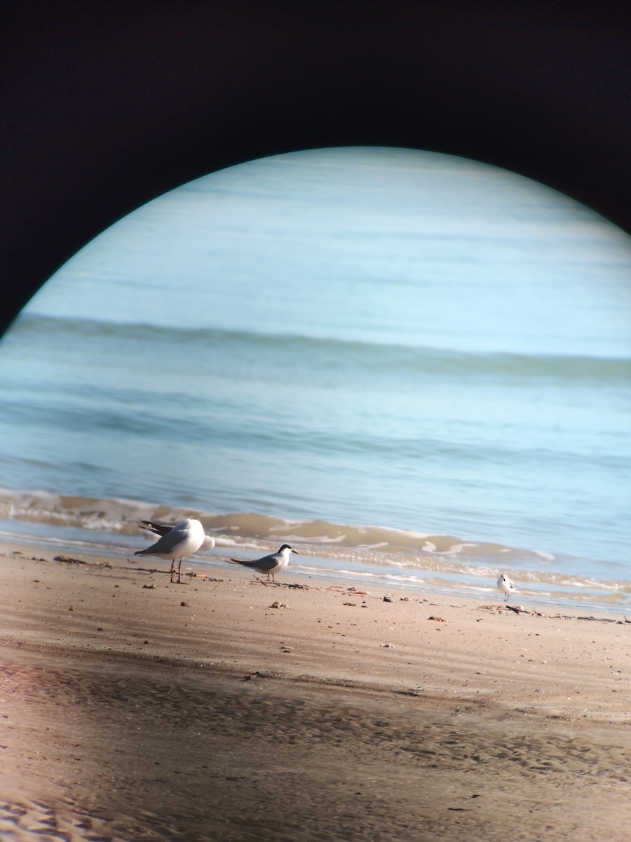 Common Tern (longipennis) - ML609086225