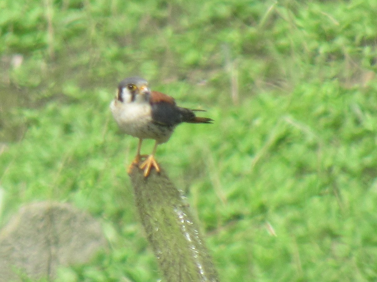 American Kestrel - ML609086230