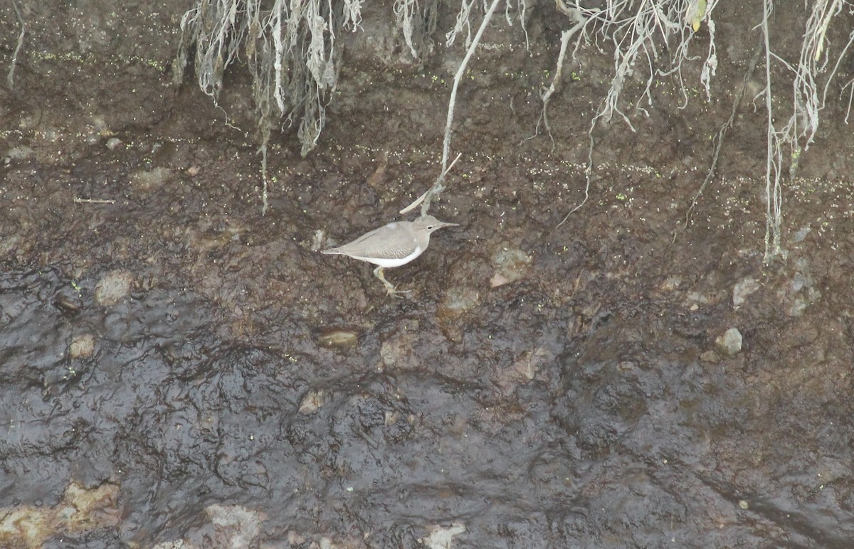 Spotted Sandpiper - ML609086231