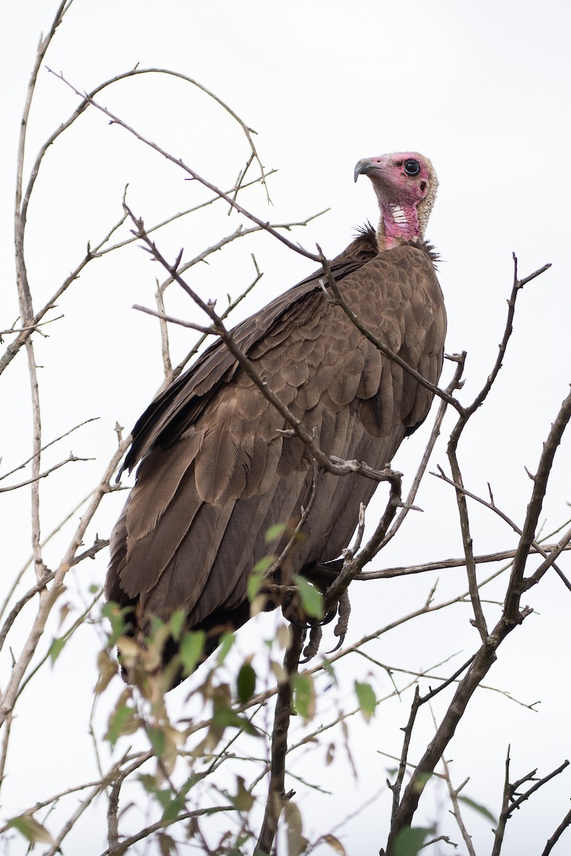 Hooded Vulture - Patricia Getha