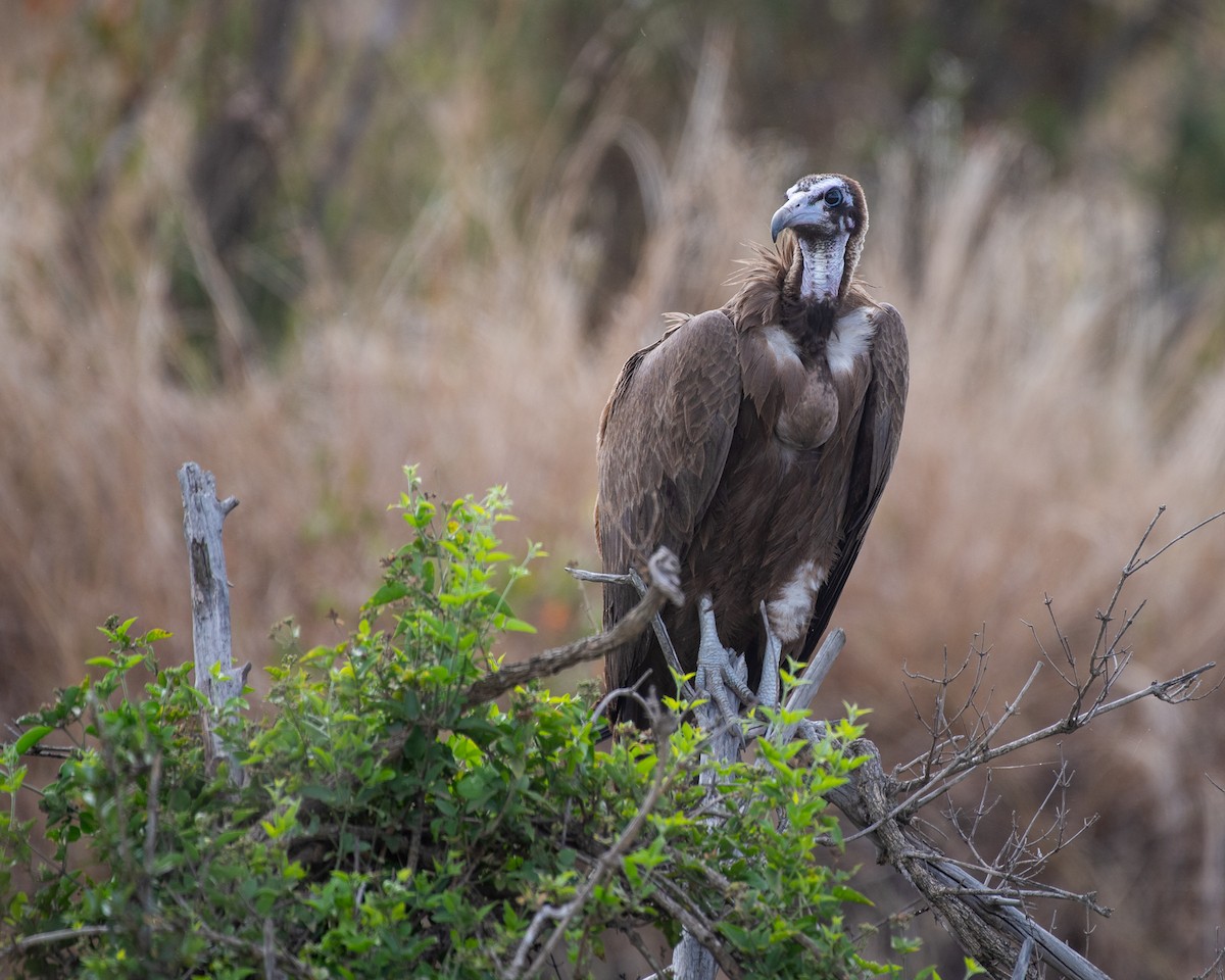 Hooded Vulture - ML609086328