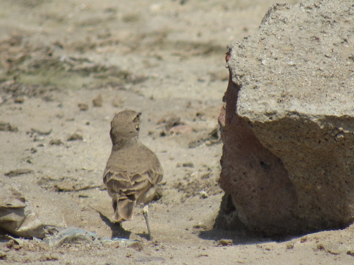 Peru Madencisi - ML609086339