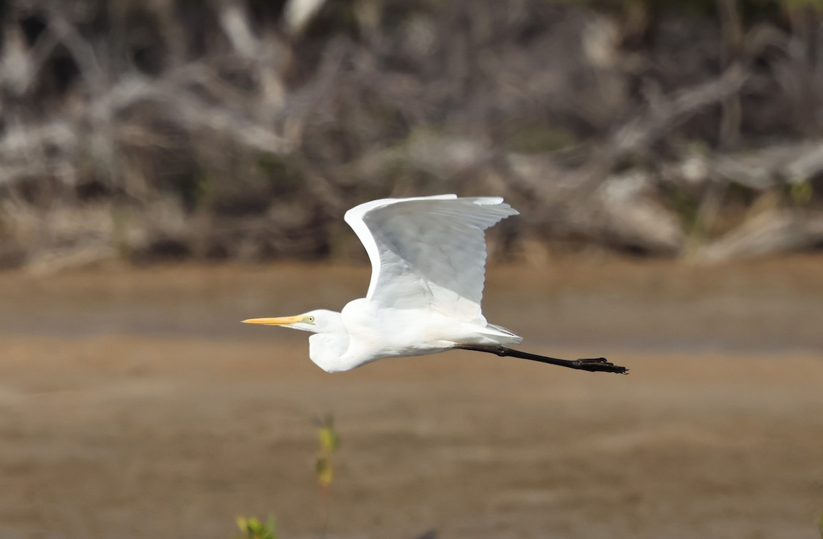 Great Egret - Peter Sawyer