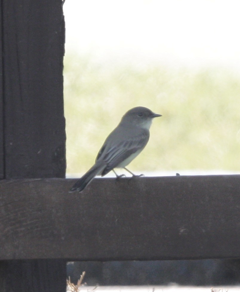 Eastern Phoebe - ML609086460