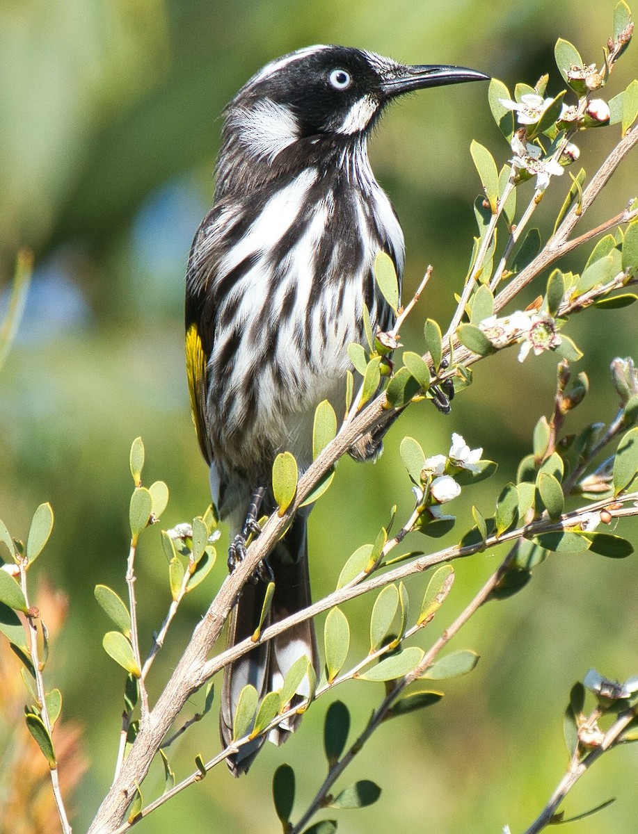 New Holland Honeyeater - ML609086503