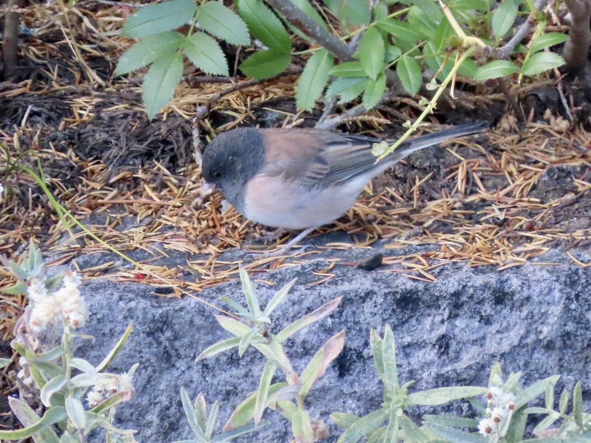 Dark-eyed Junco - ML609086507