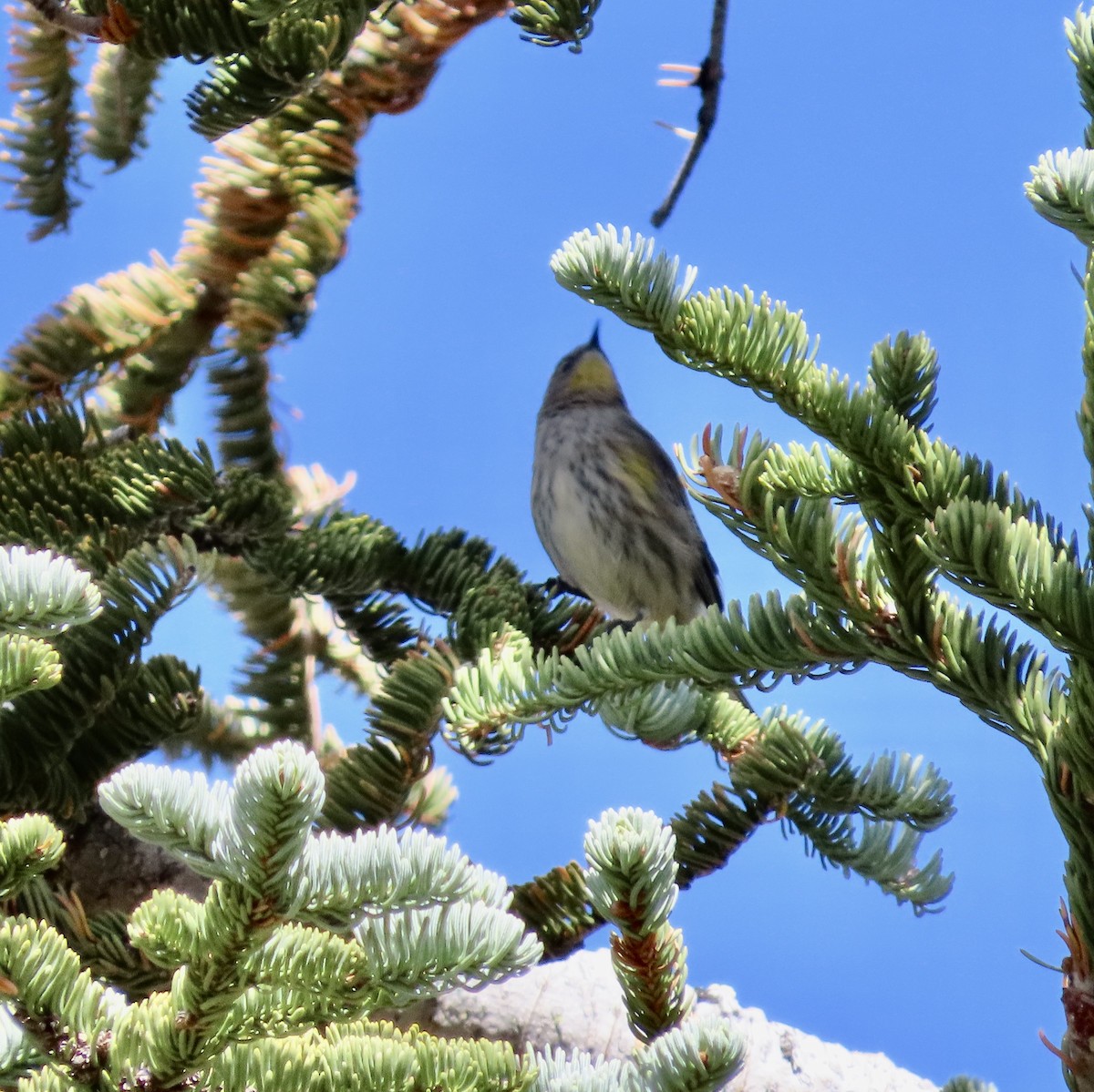 Yellow-rumped Warbler - George Chrisman