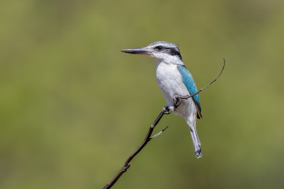 Red-backed Kingfisher - Paul Heath