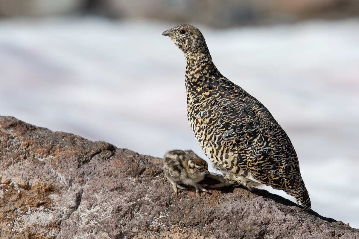 White-tailed Ptarmigan - Mason Maron