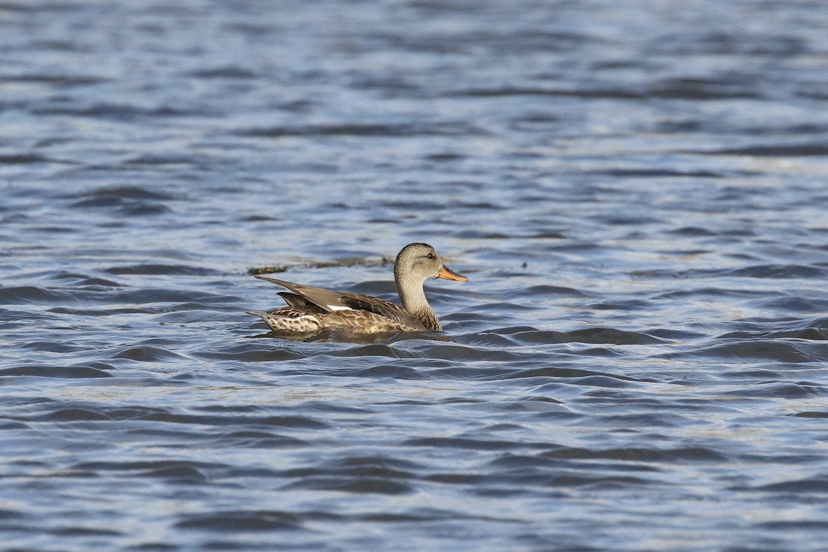 Canard chipeau - ML609086702