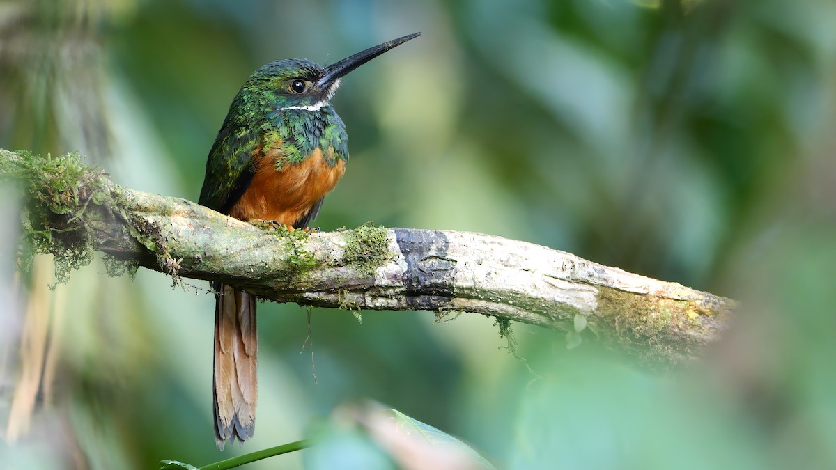 Rufous-tailed Jacamar - Mike Melton