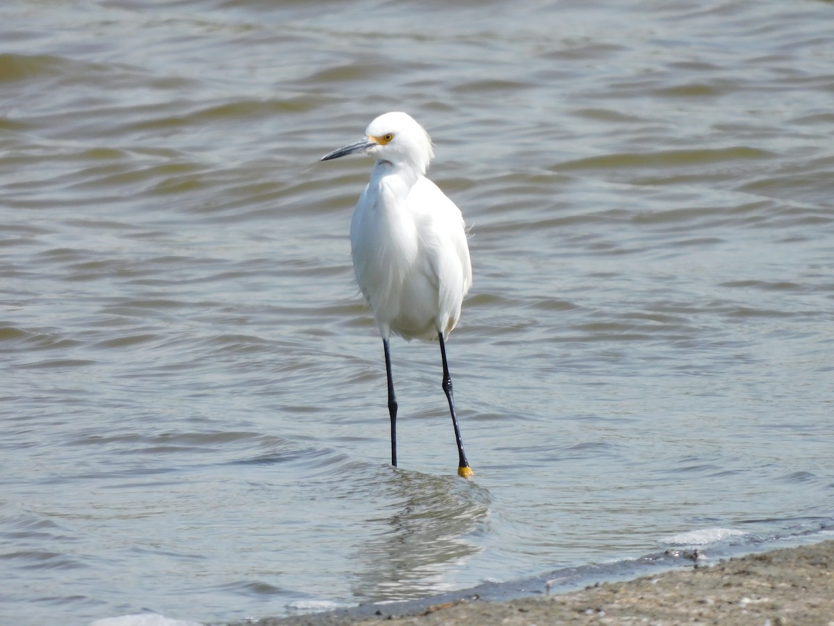 Snowy Egret - Igor Lazo - CORBIDI/COAP/PAU