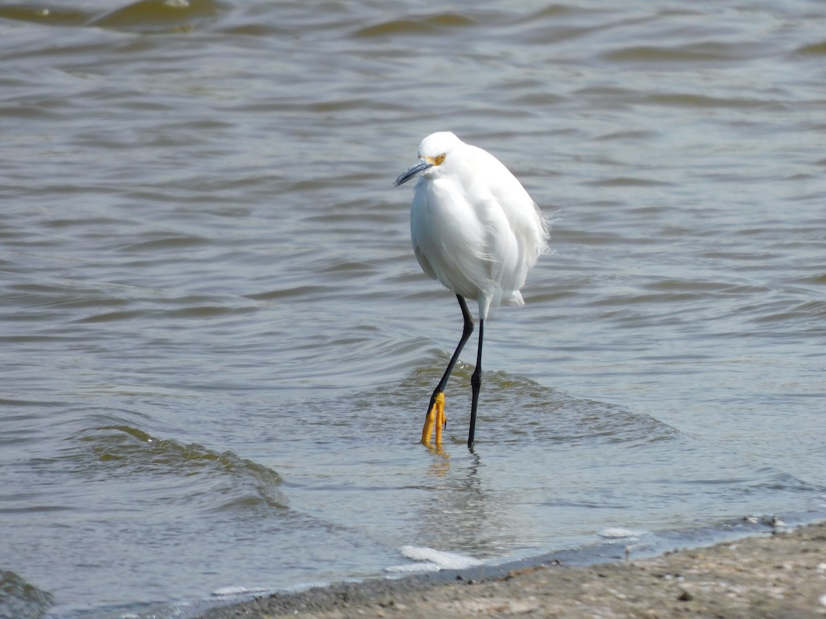 Snowy Egret - Igor Lazo - CORBIDI/COAP/PAU