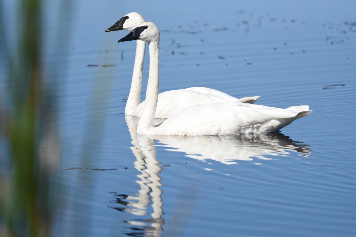 Trumpeter Swan - ML609086800