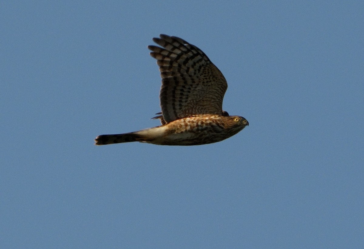 Sharp-shinned Hawk - ML609086854