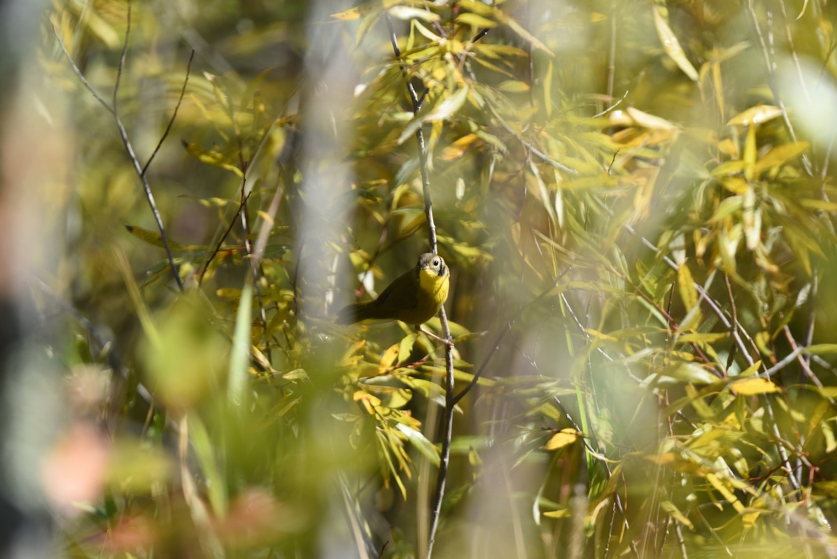 Common Yellowthroat - ML609086858