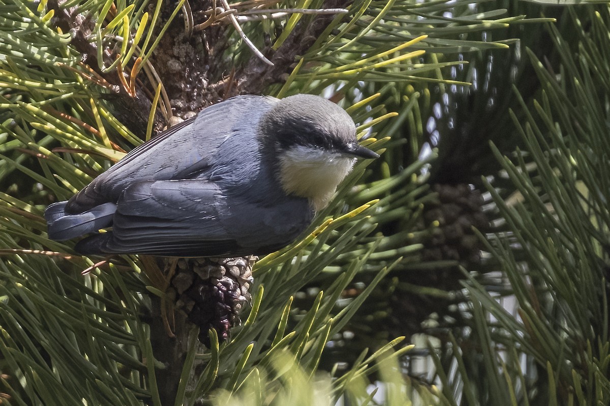 Pygmy Nuthatch - ML609086874