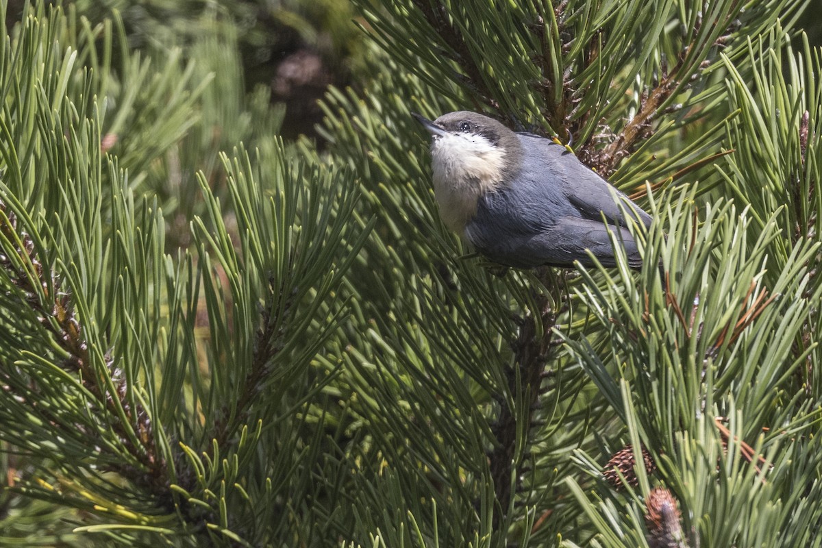 Pygmy Nuthatch - ML609086878