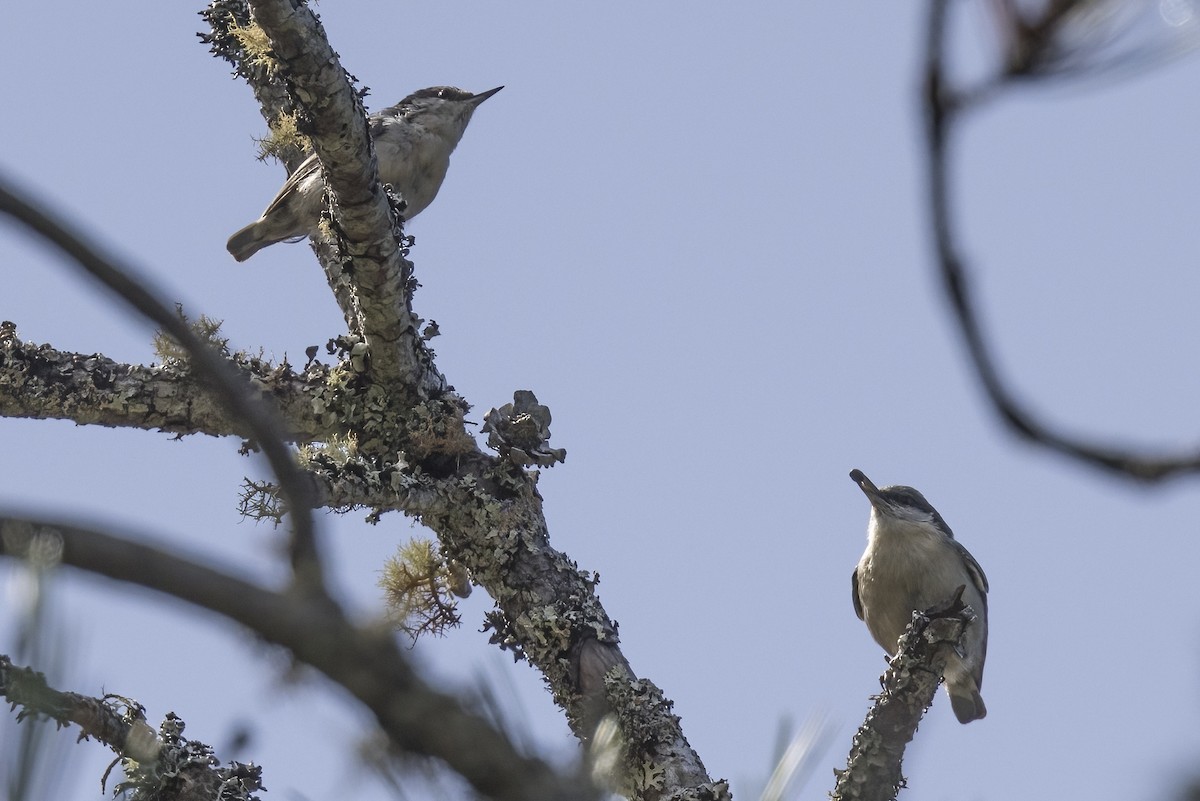 Pygmy Nuthatch - ML609086879