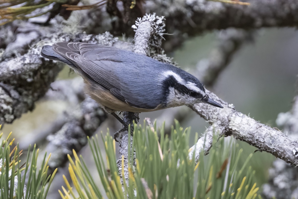 Red-breasted Nuthatch - ML609086881