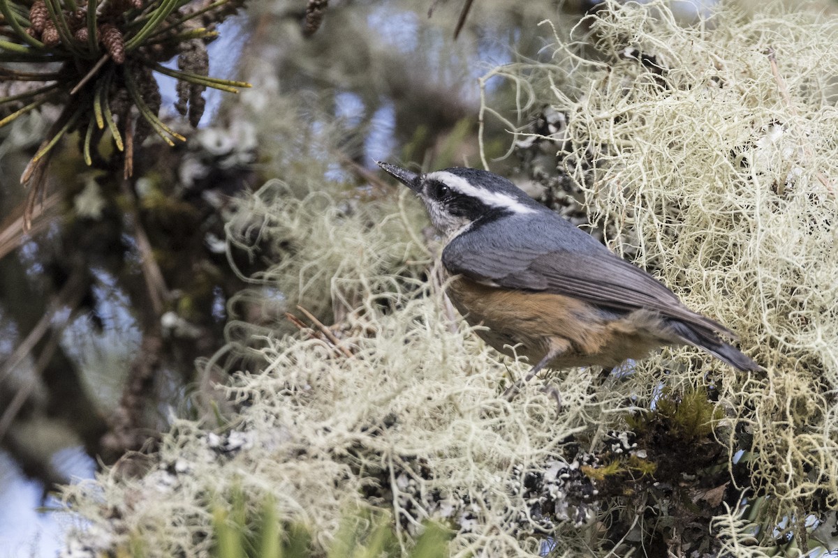 Red-breasted Nuthatch - Robert Lockett