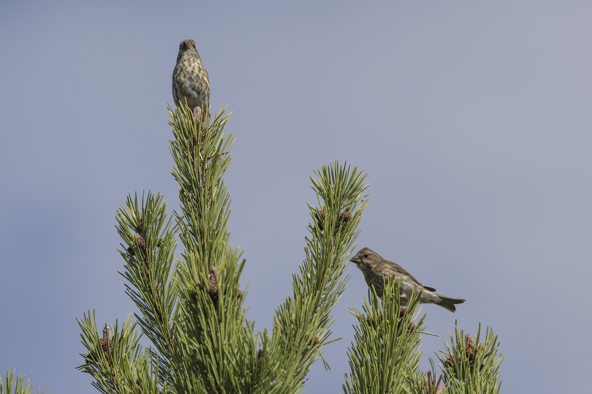 Purple Finch - ML609086904