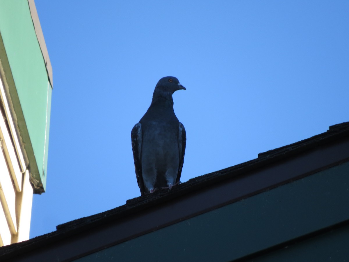 Rock Pigeon (Feral Pigeon) - ML609087004