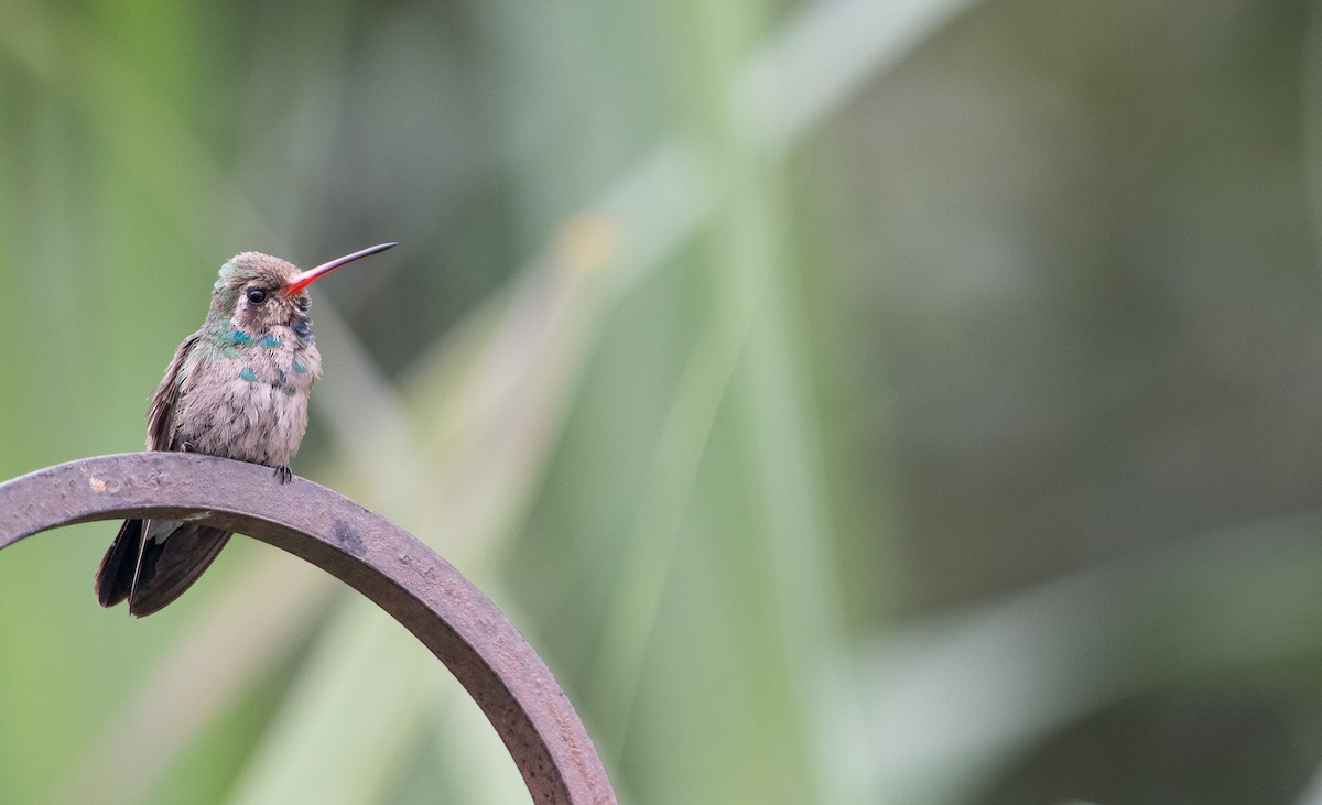 Broad-billed Hummingbird - ML609087042