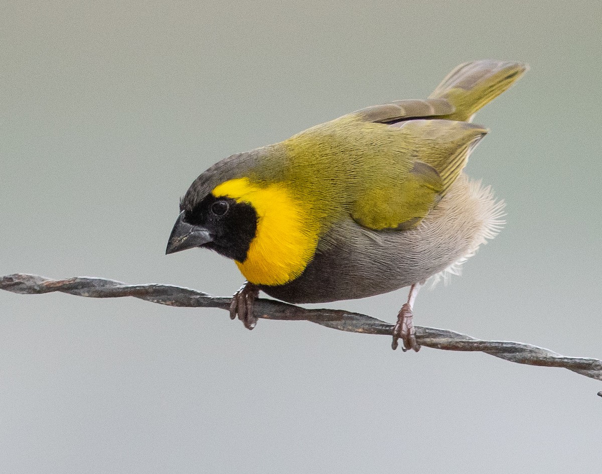 Cuban Grassquit - ML609087085