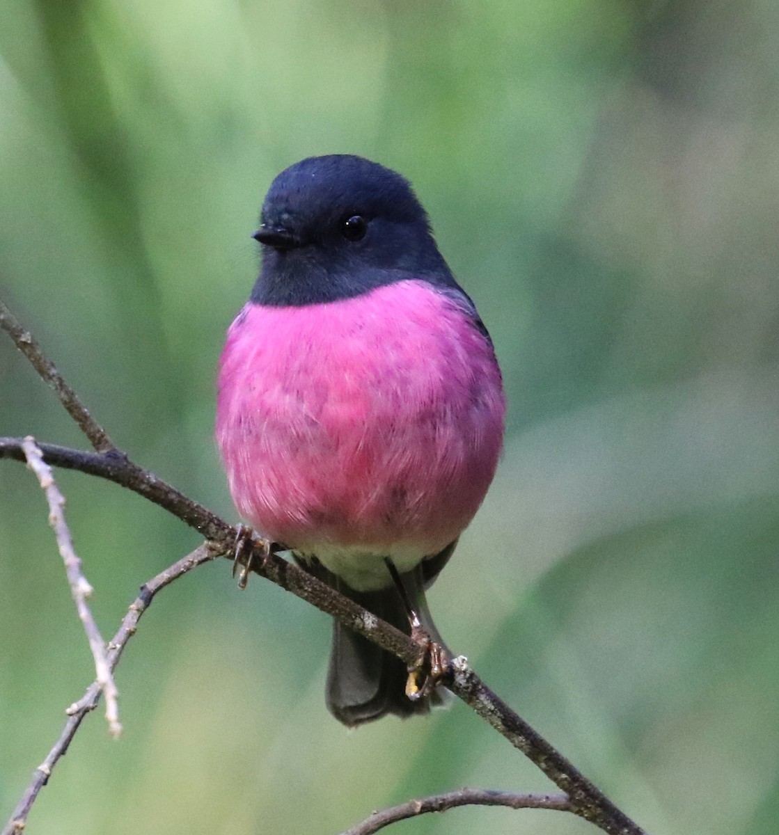 Pink Robin - Mel Mitchell