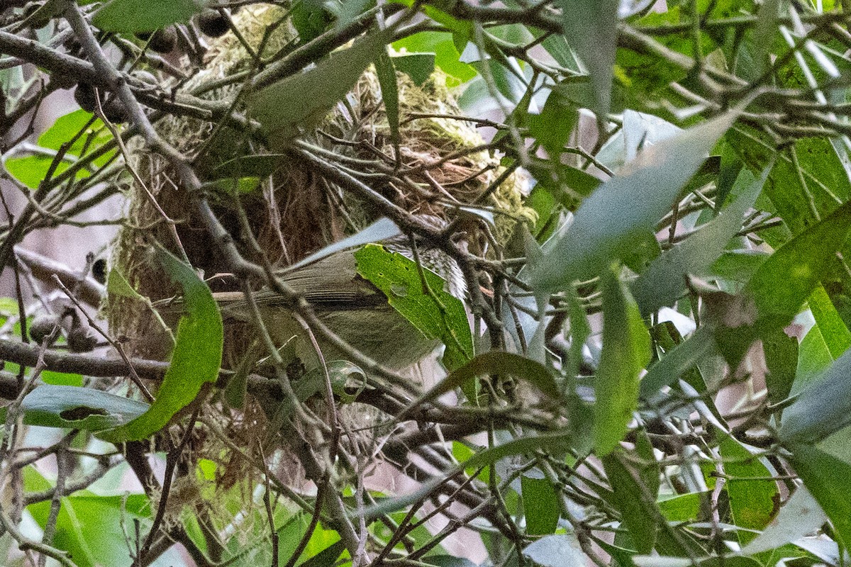 Striated Thornbill - ML609087132