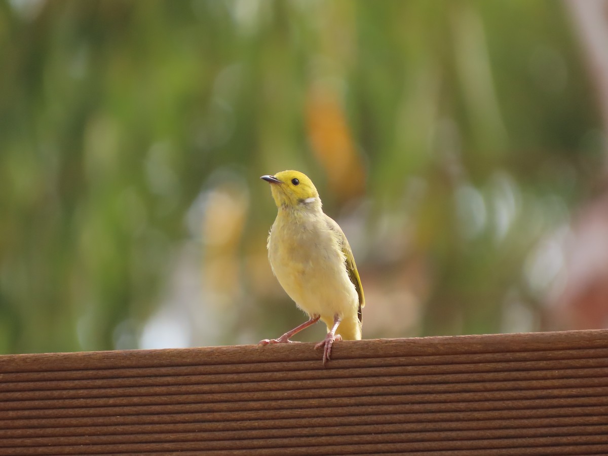 White-plumed Honeyeater - ML609087174