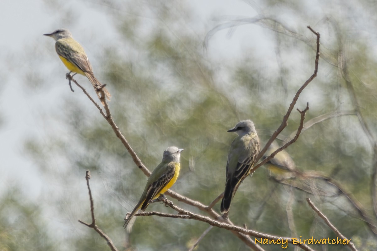 Couch's Kingbird - ML609087256