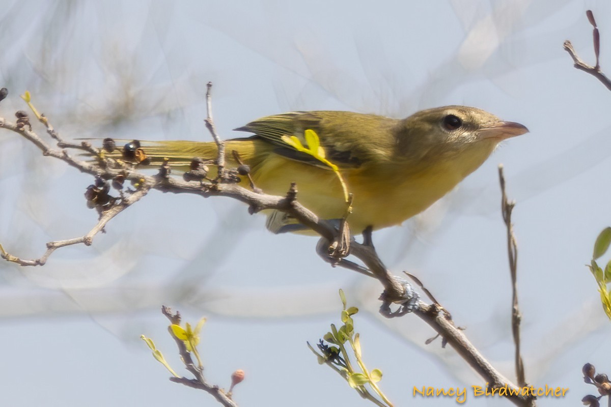 Bell's Vireo - ML609087257