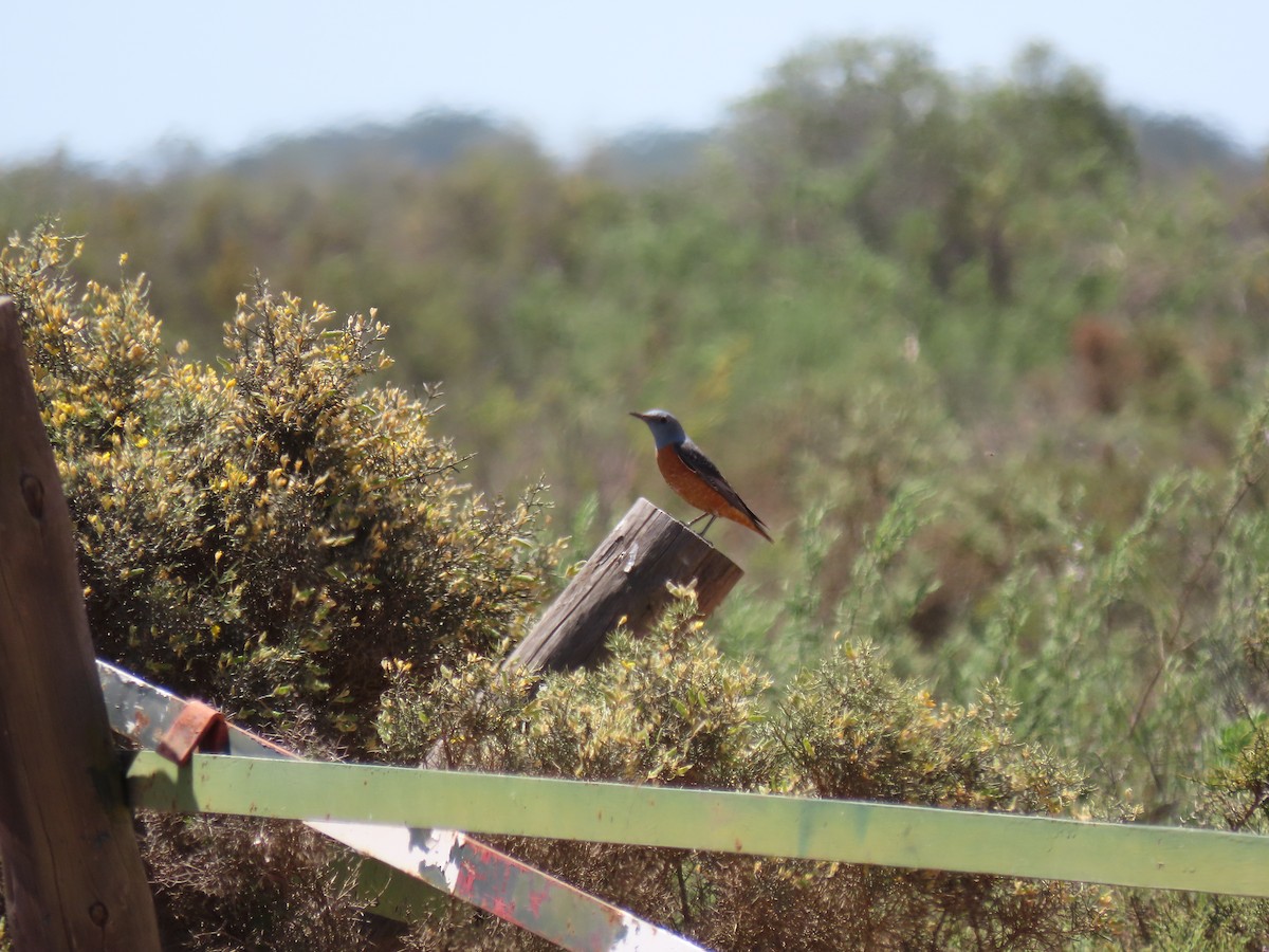 Rufous-tailed Rock-Thrush - ML609087267