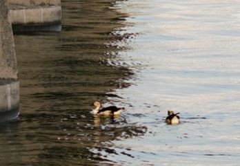 Knob-billed Duck - ML609087307