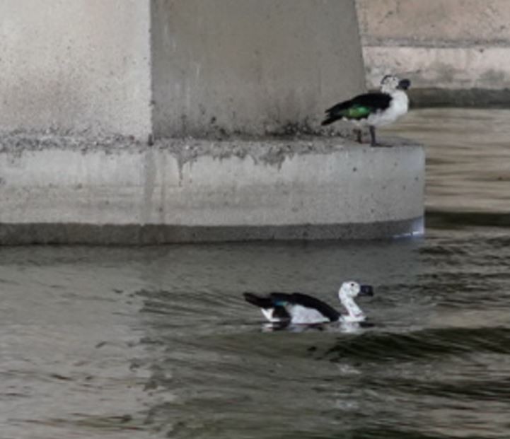 Knob-billed Duck - ML609087308