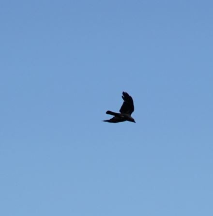 House Crow - ML609087319