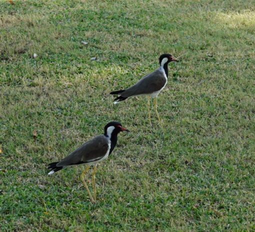 Red-wattled Lapwing - ML609087322
