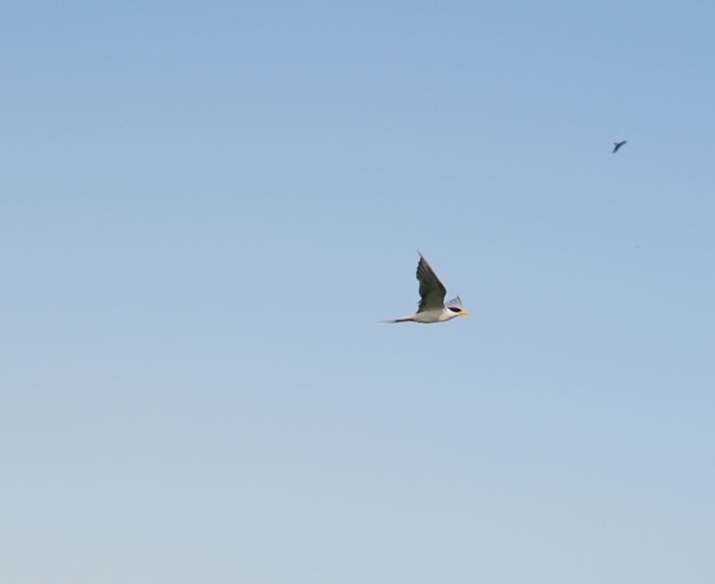 River Tern - ML609087326