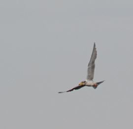 River Tern - ML609087327